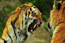 Những trận chiến đẫm máu của động vật (17)