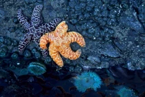 Choáng váng với những vụ động vật chết tập thể 