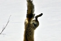 Cách bắt cá có 1-0-2 của cáo đỏ 