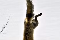 Cách bắt cá có 1-0-2 của cáo đỏ 