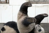 Cú ngã "siêu kinh điển" của gấu trúc con