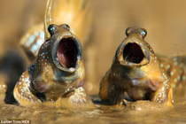 Kinh ngạc loài cá “mắt trên đầu”, biết leo cây, “hát” opera