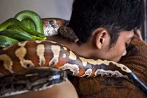 “Rợn người” xem trăn “đùa nghịch” trên cơ thể người 