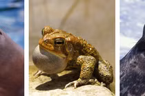 Ngắm các loài động vật "lai" siêu quái gở của tự nhiên