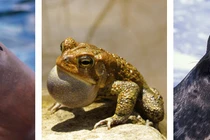 Ngắm các loài động vật "lai" siêu quái gở của tự nhiên