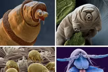 Rùng rợn hình ảnh các "quái vật" dưới kính hiển vi