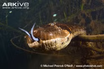 Loài trăn khổng lồ đang “xâm chiếm” Mỹ hình dạng ra sao?