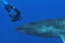 Hãi hùng cảnh người mặt đối mặt cá voi 15m 