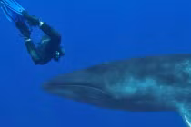 Hãi hùng cảnh người mặt đối mặt cá voi 15m 