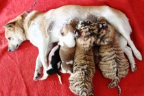 Kỳ quái chó là mẹ của đàn... hổ Siberi