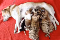 Kỳ quái chó là mẹ của đàn... hổ Siberi