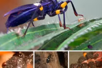 Những côn trùng là “sát nhân” đáng sợ