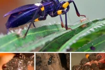 Những côn trùng là “sát nhân” đáng sợ