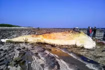 Cận cảnh xác động vật khổng lồ trên bãi biển Việt Nam