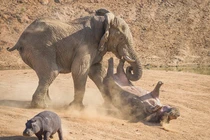 Hà mã mẹ tử chiến voi "điên" khổng lồ bảo vệ con