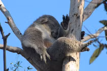 Top động vật thích ngủ hơn “chơi“