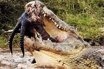 Cận cảnh cú đớp chết chóc của cá sấu khủng (9) 