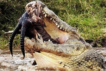 Cận cảnh cú đớp chết chóc của cá sấu khủng (9) 