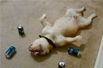 Chết cười xem động vật say rượu (1)