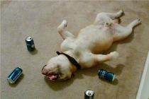 Chết cười xem động vật say rượu (1)