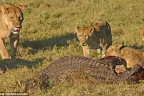 Cận cảnh chúa sơn lâm “chiến sinh tử” cá sấu