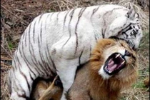 Những trận chiến đẫm máu của động vật (10)