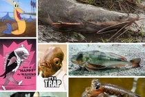 Kỳ lạ những loài cá "thích" đi bộ