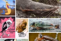 Kỳ lạ những loài cá "thích" đi bộ