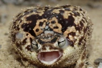 Kỳ quái ếch phồng như quả bóng khi sợ hãi 