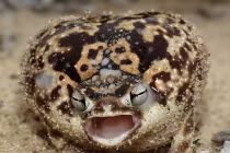 Kỳ quái ếch phồng như quả bóng khi sợ hãi 