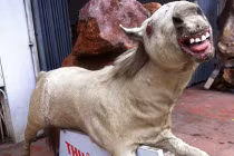 Tận mục những con vật dị dạng ghê người