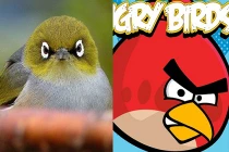 Kỳ thú phiên bản Angry Birds ngoài đời thực