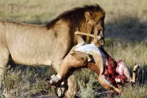 Những trận chiến đẫm máu của động vật (5)