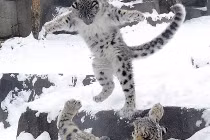 Báo tuyết ăn mừng tuyết rơi