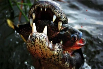 Cận cảnh cú đớp chết chóc của cá sấu khủng (11) 