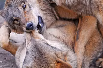 Những trận chiến đẫm máu của động vật (11)