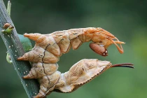 Rụng rời với loài đầu kiến, thân sâu