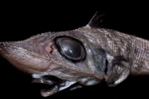 Cận cảnh loài cá quái dị mắt lồi, mũi phi tiêu