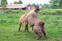 Loài động vật hiểm độc thích cắn nát “của quý” đồng loại