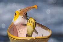 Kinh hãi xem bồ nông nuốt chửng cá vào họng