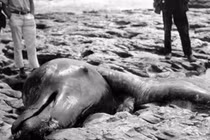 Quái vật bí ẩn khiến bạn hồn xiêu... phách lạc