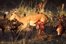 Những trận chiến đẫm máu của động vật (3)