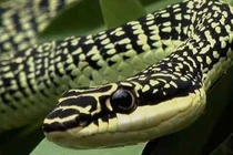 Những động vật không cánh... bay siêu giỏi