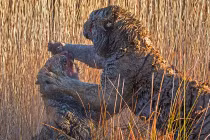 Tận mục chúa sơn lâm hỗn chiến đầy thương tích