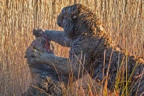 Tận mục chúa sơn lâm hỗn chiến đầy thương tích