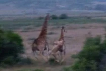 Kinh hoàng xem sư tử “tử chiến” hươu cao cổ