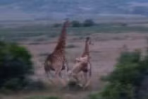 Kinh hoàng xem sư tử “tử chiến” hươu cao cổ