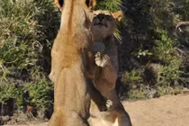 Hài hước xem sư tử khiêu vũ