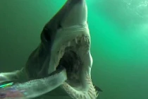 Rùng mình xem cá mập đuổi và ăn thịt con mồi