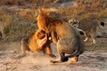 Sư tử hỗn chiến “long trời lở đất“